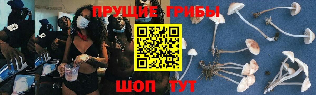 купить закладку  Псилоцибиновые грибы GOLDEN TEACHER  Оренбург  Вход с VPN  Псилоцибиновые грибы Cubensis 